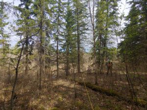 Collecting forest measurements for woodlot management planning