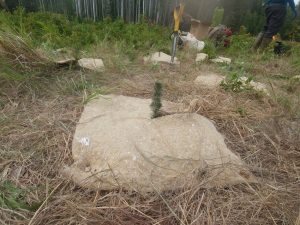 Research trial testing coconut matting placed around trees to prevent early competition