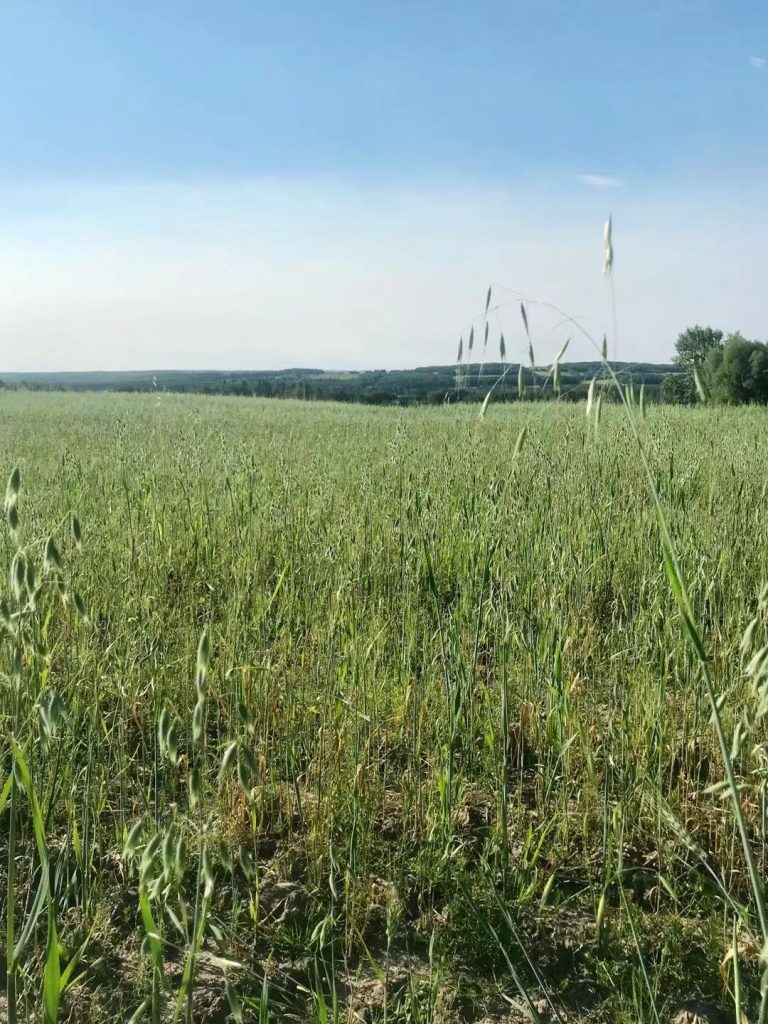 Breton Plots Land Reclamation International Graduate School